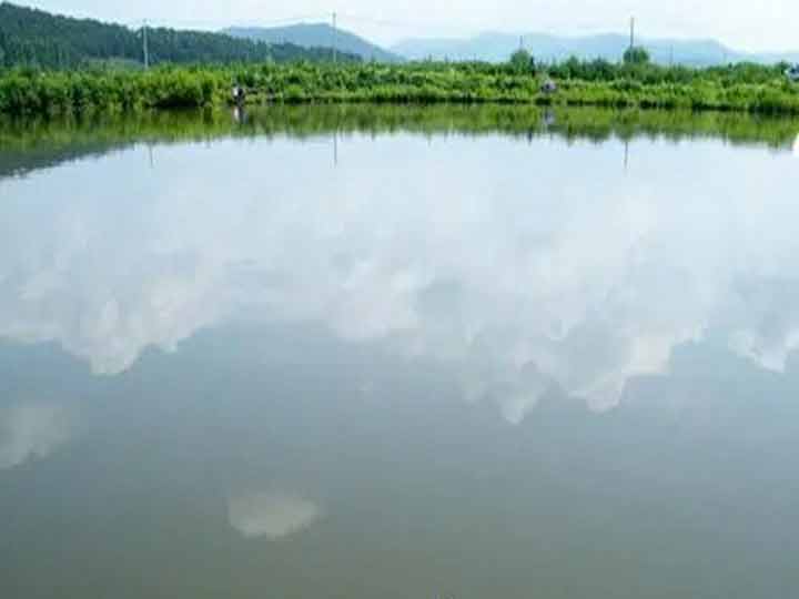fish pond